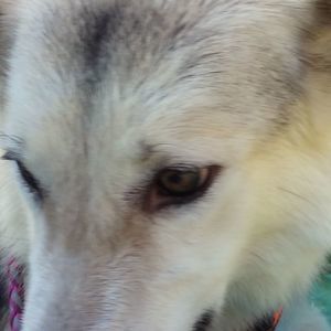 Meet your Posher, Joseph